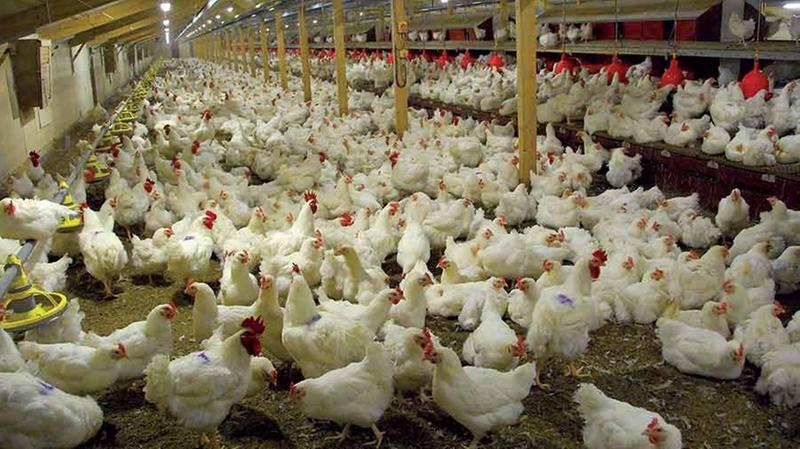 Influenza aviaria, focolaio a Vigasio: 916mila galline da abbattere | L'Arena