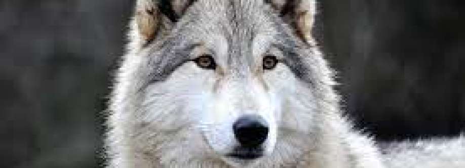 Emilia Fantinuoli Cover Image