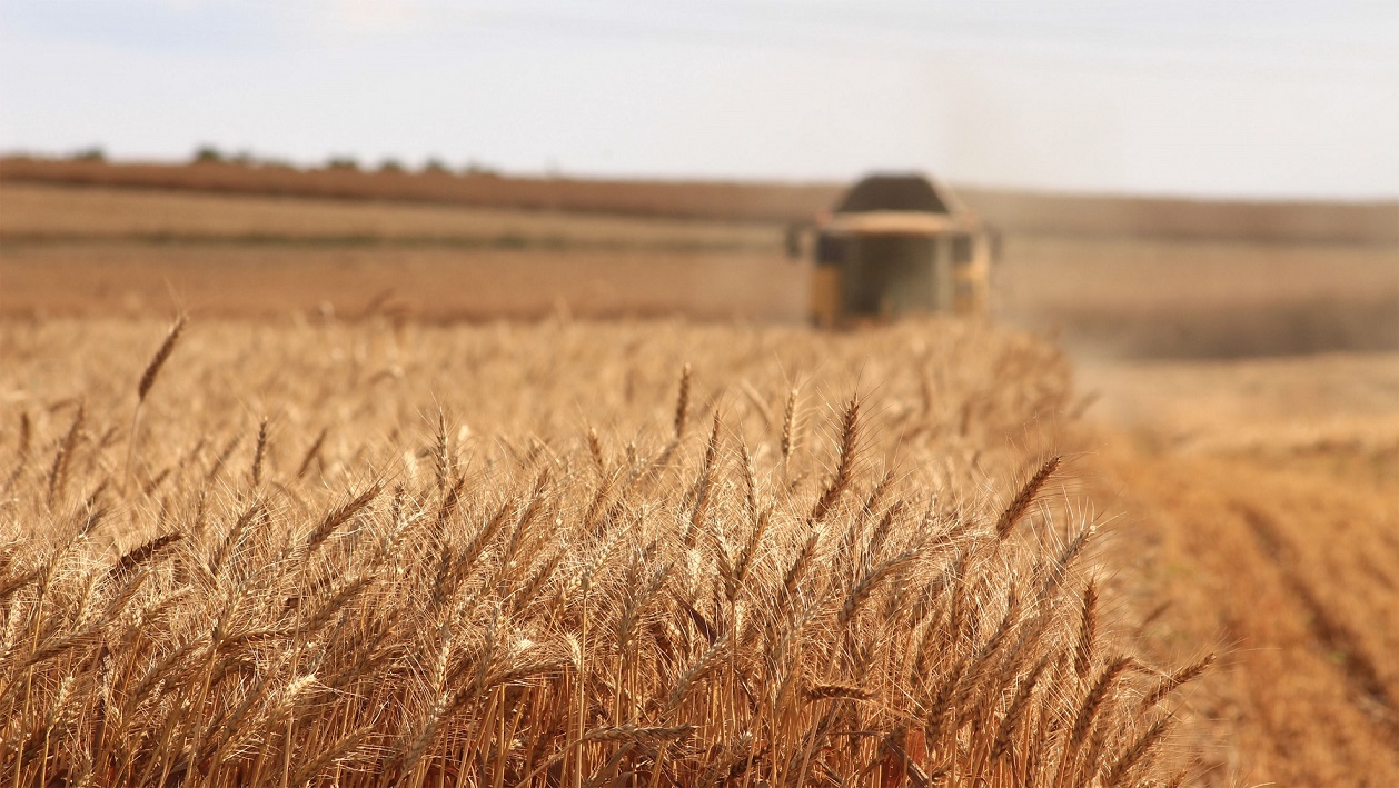 Sicilia, gli agricoltori manifestano contro l’importazione di grano straniero - L'INDIPENDENTE