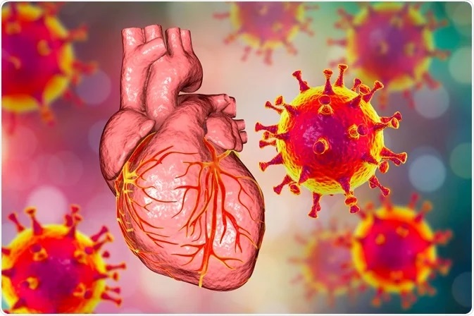 È provato: la proteina spike aumenta gli attacchi cardiaci e danneggia il sistema immunitario - Grandeinganno