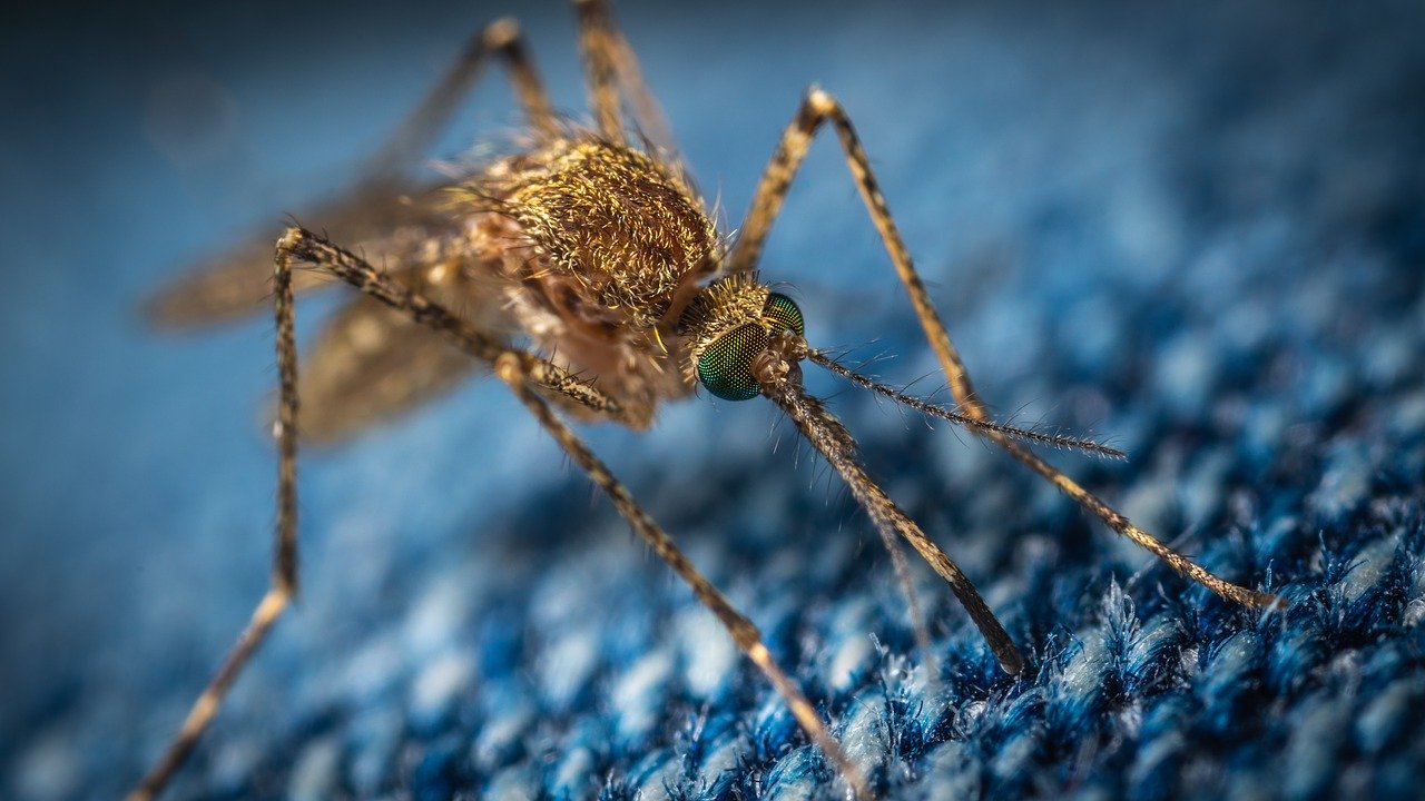 Febbre Dengue in Lombardia: Un'allerta per Lodi e Crema