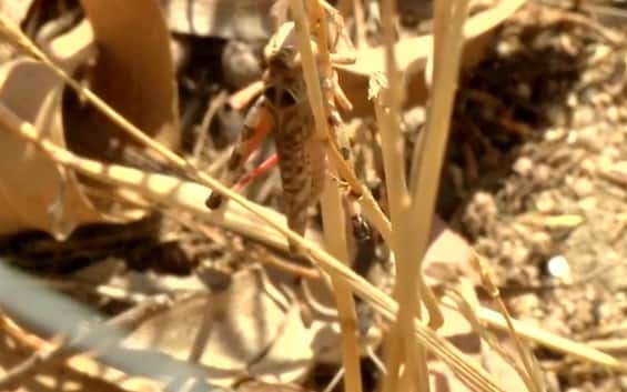 Invasione di cavallette sulle spiagge della Romagna da Rimini a Cesenatico | Sky TG24