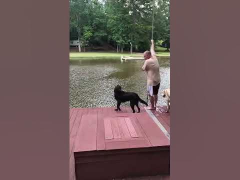 Dogs (Buster & Jazz) panic when owner swings out and falls into lake, then swim out to rescue him. - YouTube