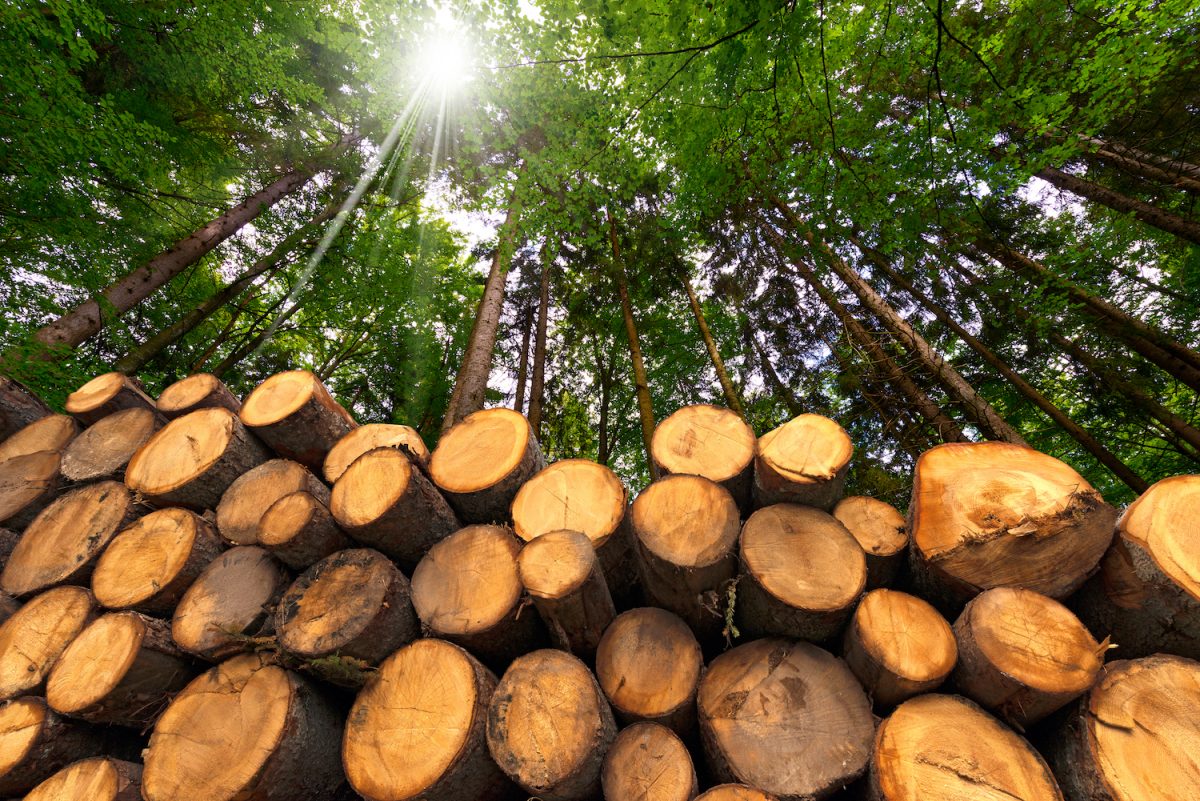 Kodama Systems, la startup che abbatte alberi per salvare il clima