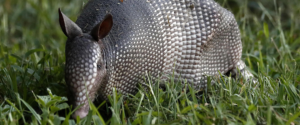 Il Covid non spaventa più ma aumentano i casi di lebbra: negli Usa l'armadillo ha favorito i contagi - Secolo d'Italia