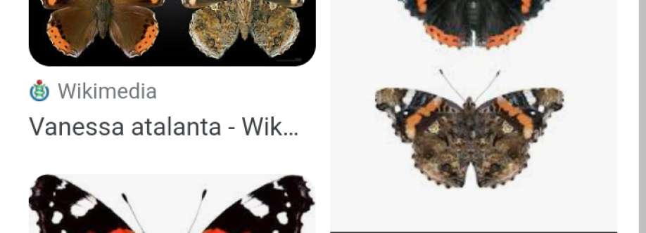 Salvatorevaccariello Cover Image