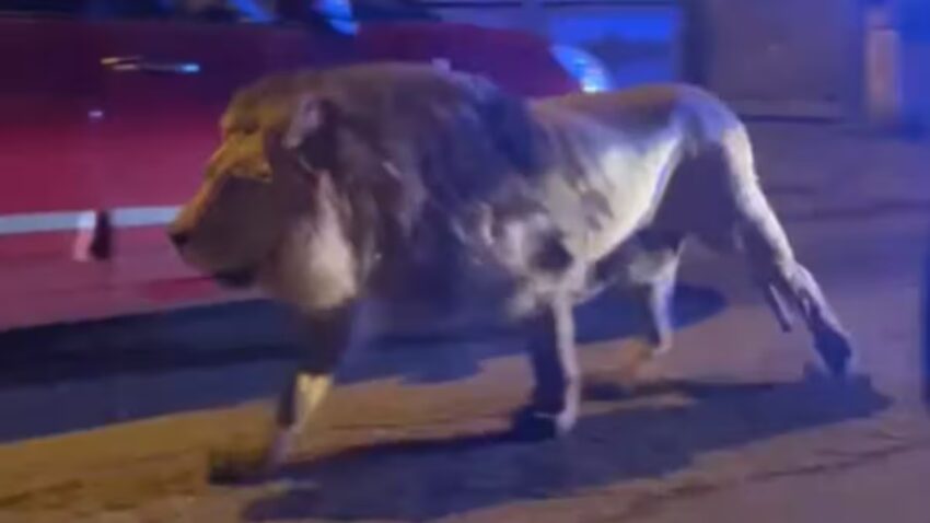 Roma, catturato il leone fuggito dal circo a Ladispoli - Grandeinganno