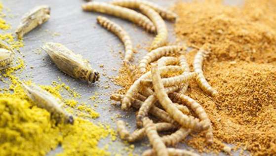 Prodotti con farina di insetti nei supermercati: come riconoscerli • Imola Oggi