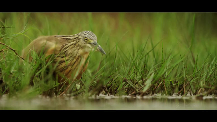 I GUARDIANI DI GAIA - PeerTube.it