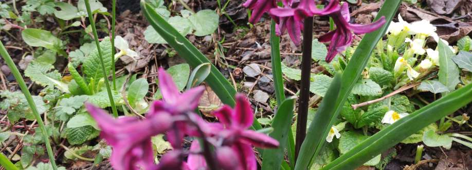 Genova tutti uniti Cover Image