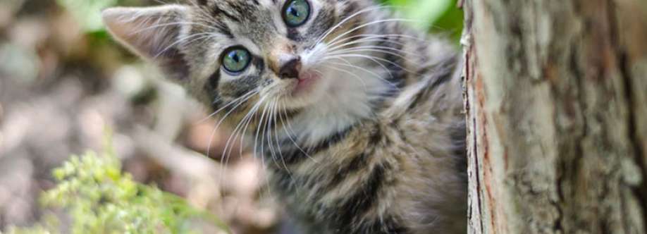 Cani e Gattini Cover Image