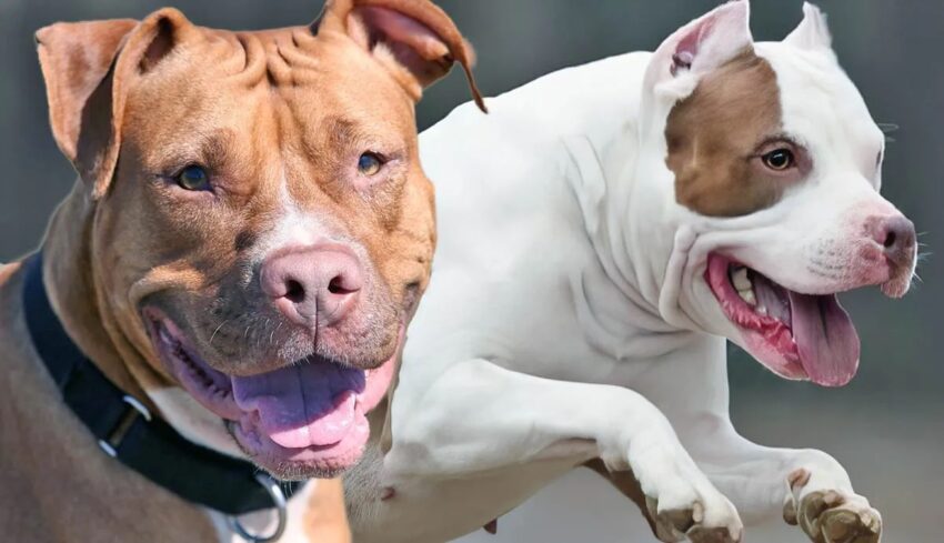 Tragedia ad Eboli: Bimbo di 15 mesi ucciso da due pitbull, madre ferita nel tentativo di difenderlo - Grandeinganno