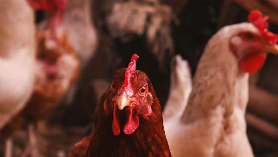 Usa, Cdc: primo caso di influenza aviaria senza contatto con animali • Imola Oggi