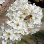 potare , innestare e riprodurre piante Profile Picture