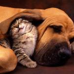Cani e Gattini