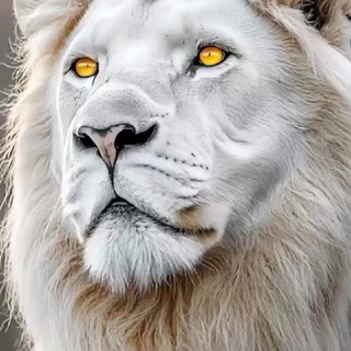 Telegram: Join Group Chat
