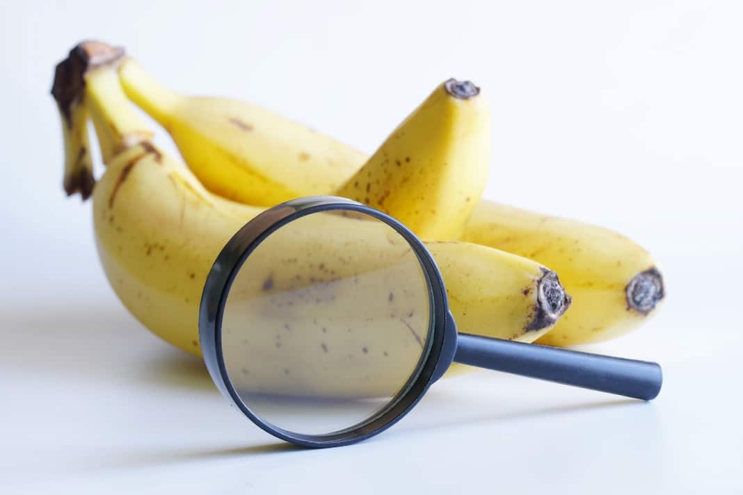 140 pesticidi vietati in Europa nelle banane che finiscono nei nostri piatti | il Salvagente