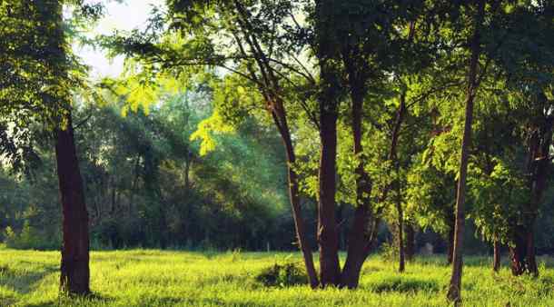 Gli alberi sono esseri viventi incompatibili con il 5G • Imola Oggi