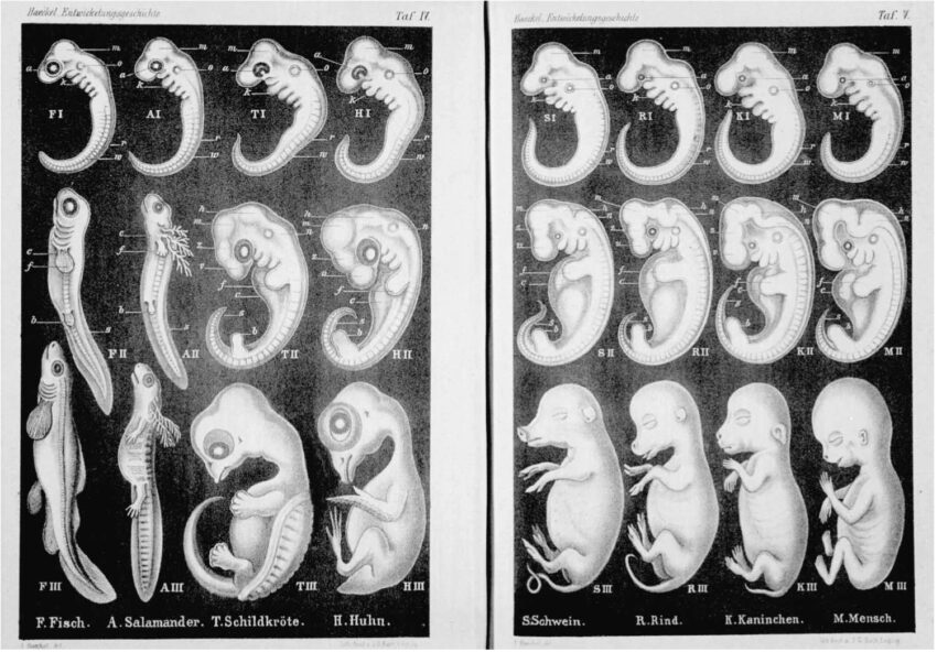 La frode scientifica di Ernst Haeckel: come i disegni falsificati degli embrioni hanno ingannato la scienza per oltre un secolo - Grandeinganno