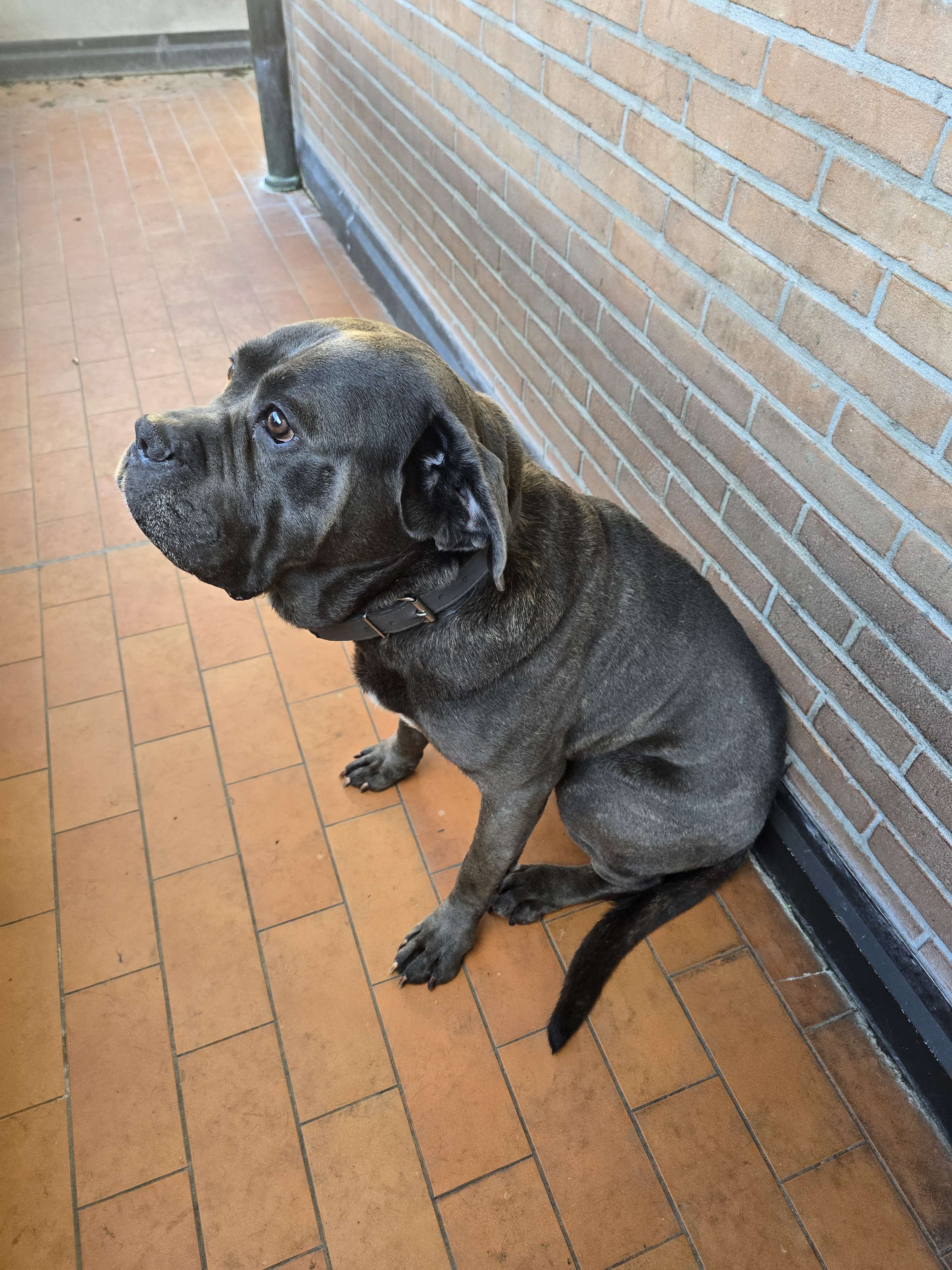 Bruno Lombardo Profile Picture