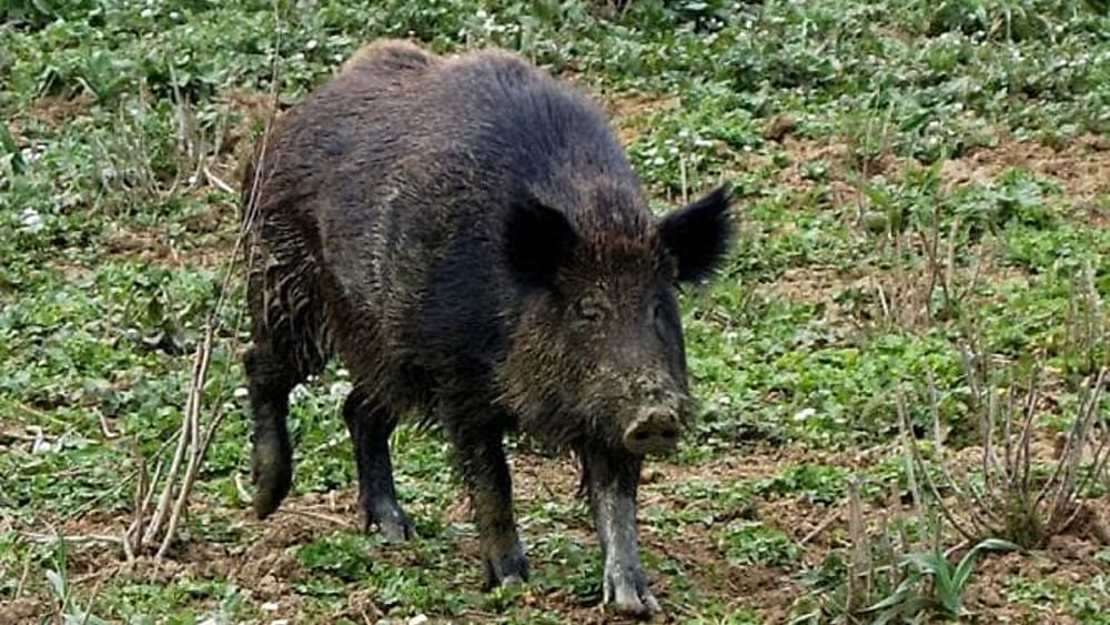 Auto contro un cinghiale nel salernitano: 58enne in gravi condizioni