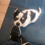 Mauro Giangreco Profile Picture