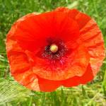 Jenej 81 Profile Picture